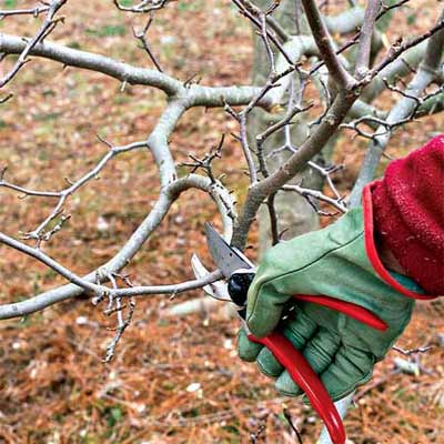 hand pruning tree
