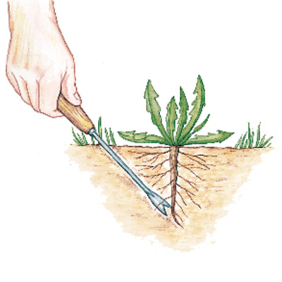 illustration of hand pushing spade to root of weed