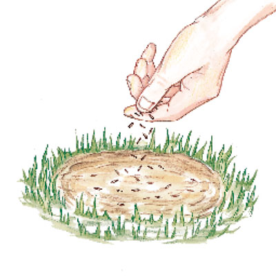 illustration of hand sprinkling lawn seed on soil