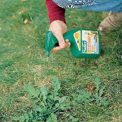 lawn weeds toughest grass answered questions mchugh joshua without rid killing