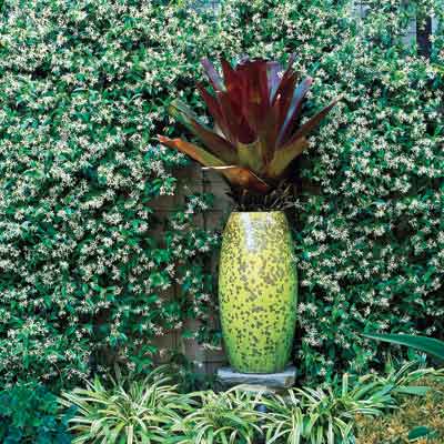 chartreuse vase holding burgundy bromeliad in outdoor garden