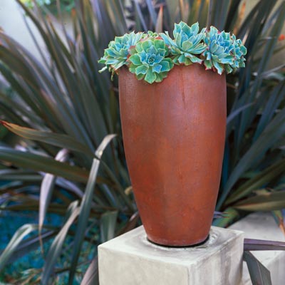 ceramic vase holding succulents in outdoor garden