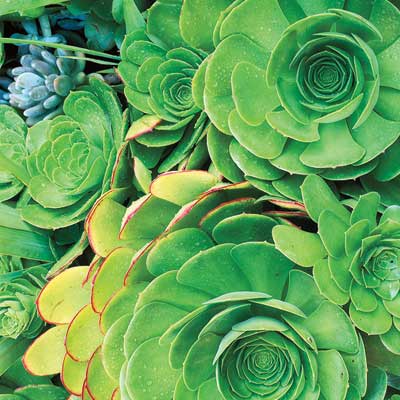 green velvet rose