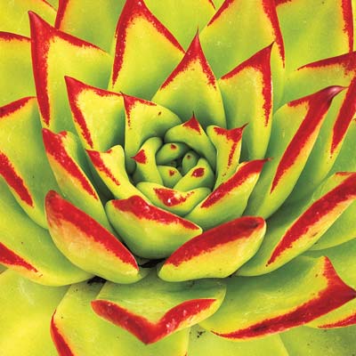 lipstick echeveria