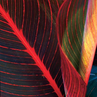 tropicana canna plant