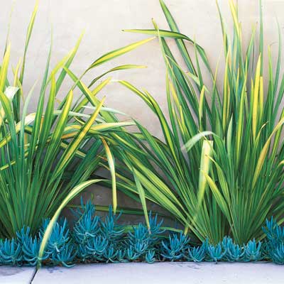 yellow wave new zealand flax plant