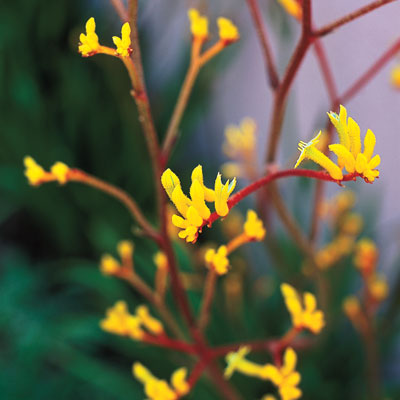 yellow kangaroo paw plant