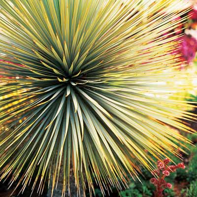 silver yucca plant