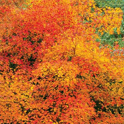 smokebush 10 best trees and shrubs for fall color this old house smokebush 10 best trees and shrubs for fall color this old house