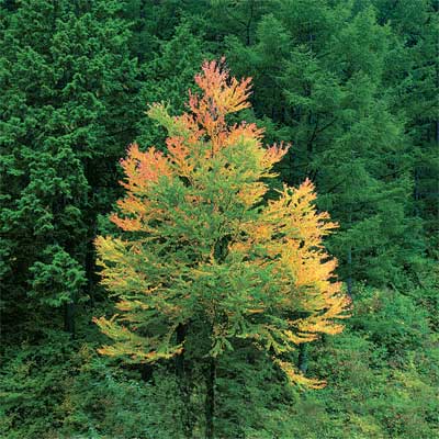 katsura tree for bright colored fall trees and shrubs