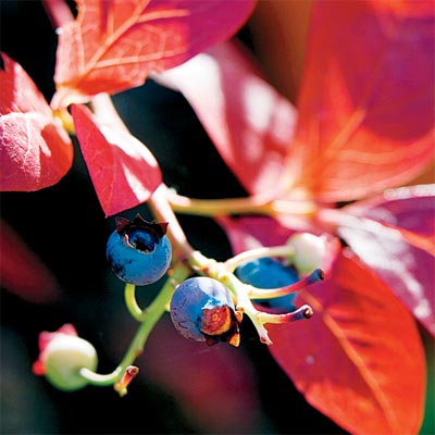 blueberry for bright colored fall trees and shrubs