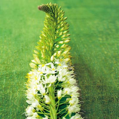 foxtail lily