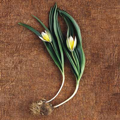 dasystemon tulip