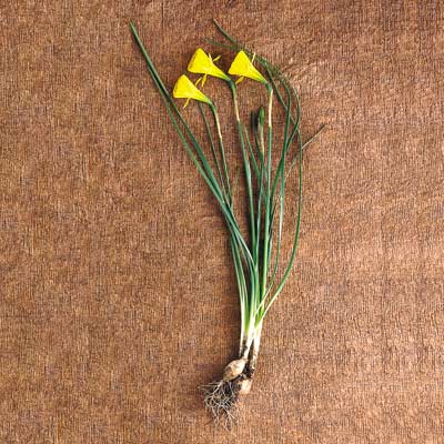 miniature daffodil