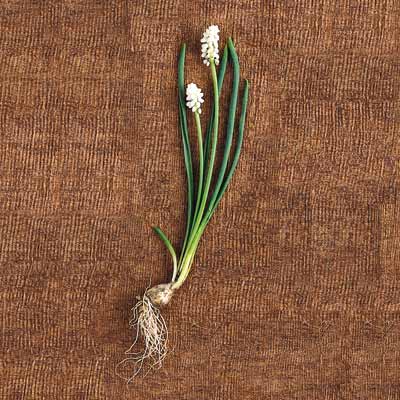 white grape hyacinth