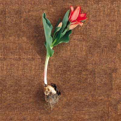 greig's tulip