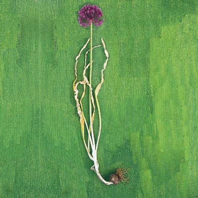 flowering onion