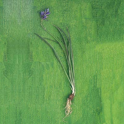 blue camas