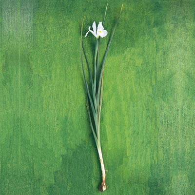 dutch iris
