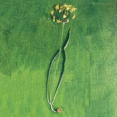 golden brodiaea