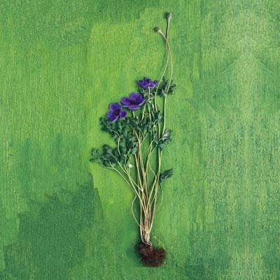 windflower