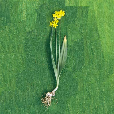 golden garlic lily leek