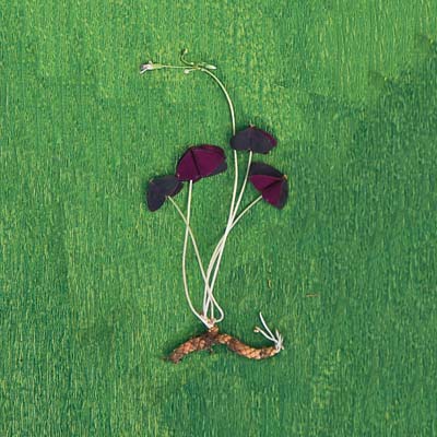 purple leaf false shamrock