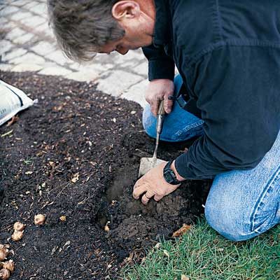 man digging hole to plant spring flower bulbs in fall 