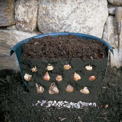 planter with layers of spring bulbs to bloom in fall