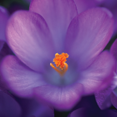 purple dutch crocus spring flower