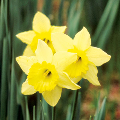 yellow king alfred daffodil spring flower