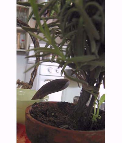 Indoor potted rosemary to improve memory