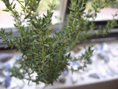 Indoor potted thyme for fighting a cold