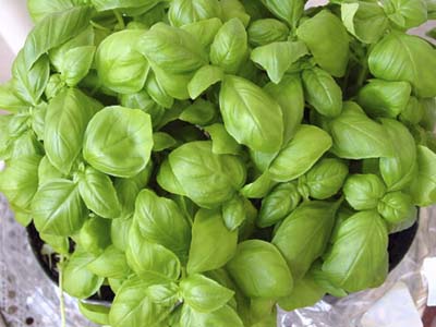 Potted basil for cardiovascular health