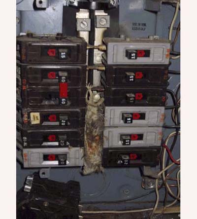 home inspection photo of rat fried in open knockout