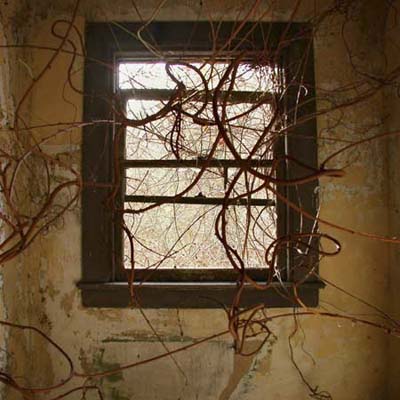 vines growing around window in abandoned home near Mississippi River