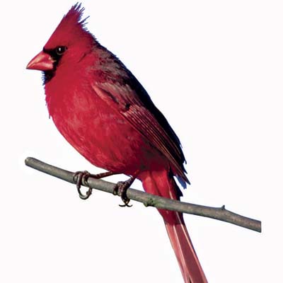 male cardinal on a branch