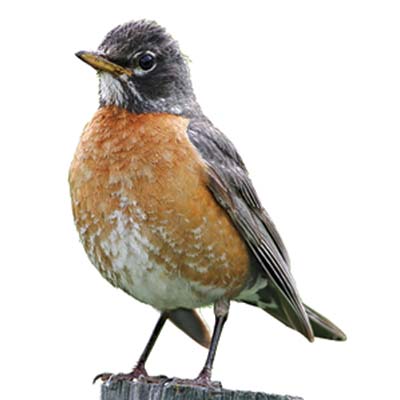 robin red-breast