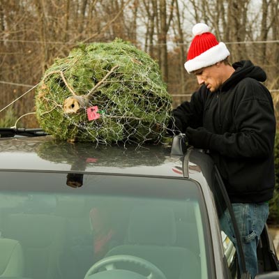 Tying tree to roof