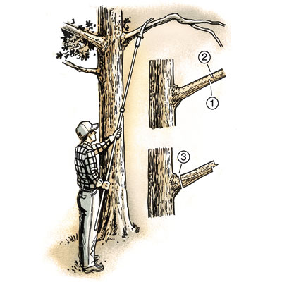illustration of man limbing a tree