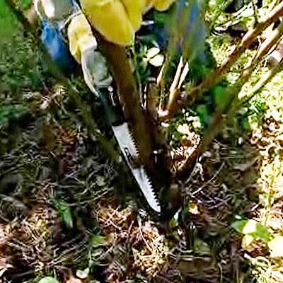 hands pruning a rosebush