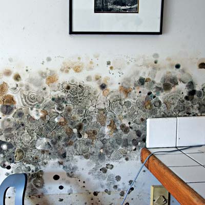 mold in kitchen