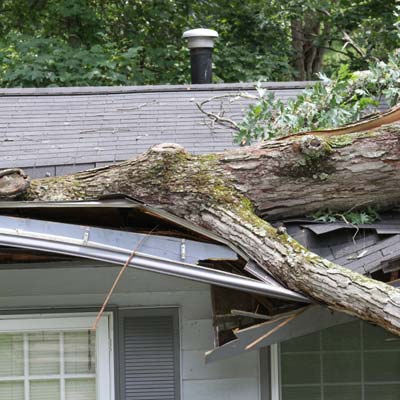 fallen tree limb on house roof