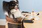 pet high chair