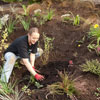 Mulching the garden area