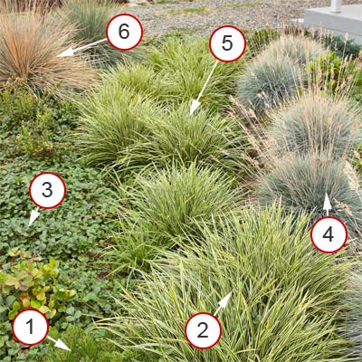 rain garden for playing and nibbling with plants notated