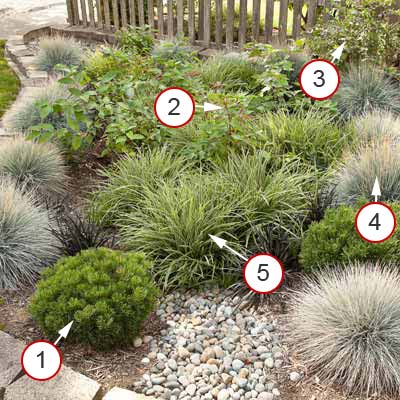 no-fuss tidy rain garden with plants notated