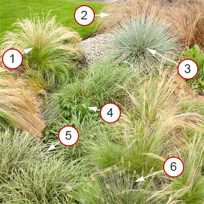 rain garden of grasses with plants notated