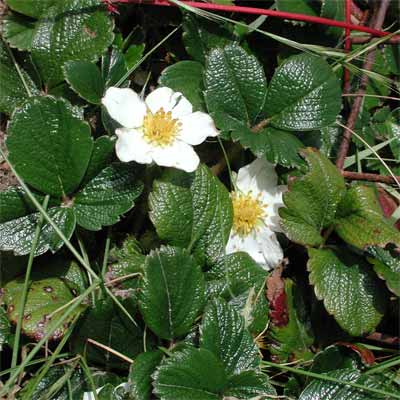 Coastal or Beach Strawberry for rain gardens