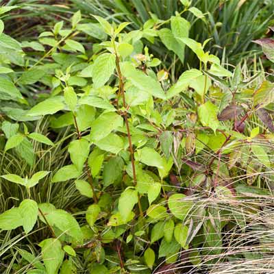 Red-twig Dogwood  for rain gardens